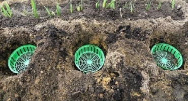 Kdy a jak správně zasadit tulipány do košů na žárovky vlastními rukama